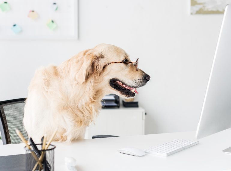 Empresa pet friendly: descubra os benefícios da companhia de animais de  estimação no trabalho - Onze
